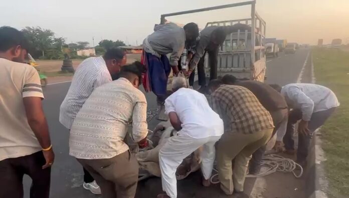 ચોટીલા હાઈવે પર ગાયનો અકસ્માત